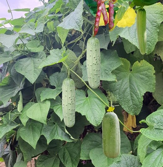 organic cucumber vine